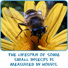 The lifespan of some small insects is measured in hours.