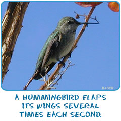 A hummingbird flaps its wings several times each second.